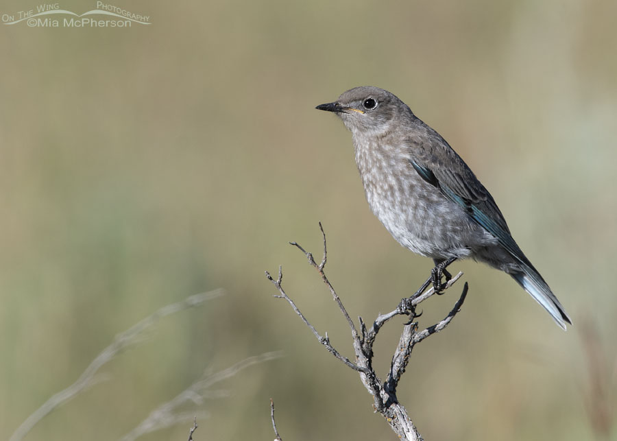 Juvenile Mountain Bluebird perched on a small twig, Wasatch Mountains, Summit County, Utah