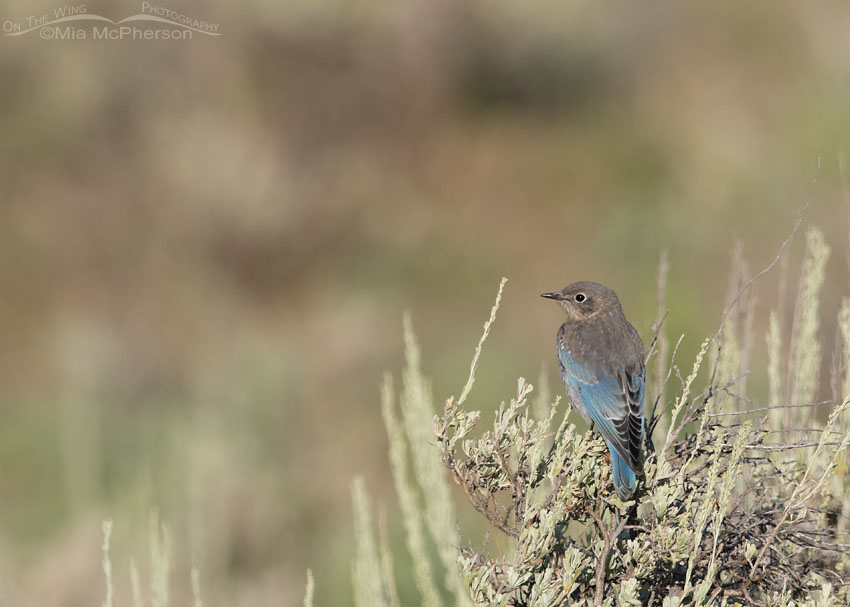 Juvenile Mountain Bluebird perched on sagebrush, Wasatch Mountains, Summit County, Utah