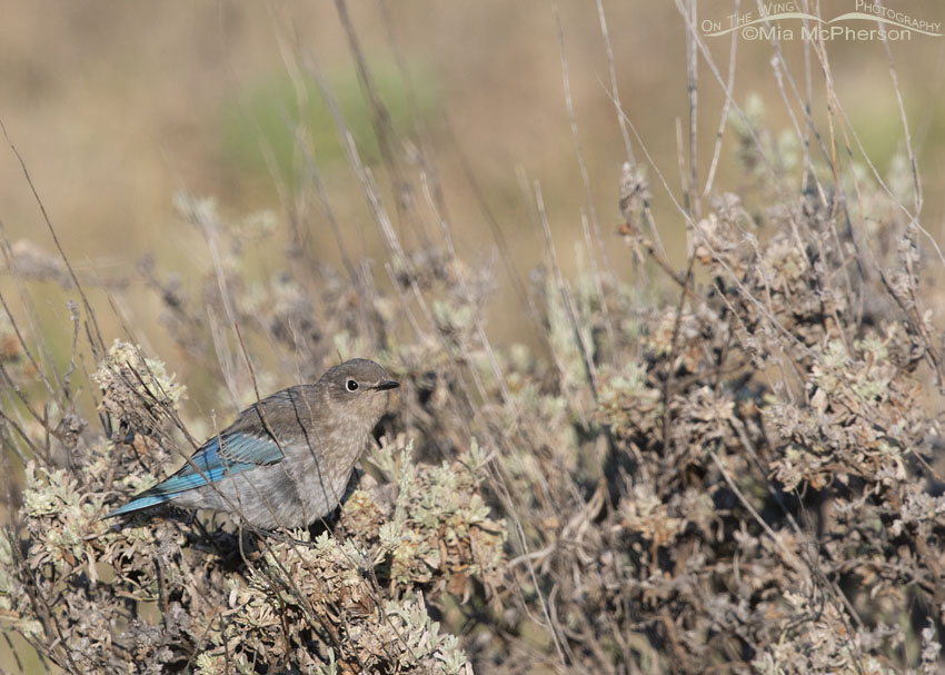 Sagebrush and a young Mountain Bluebird, Wasatch Mountains, Summit County, Utah