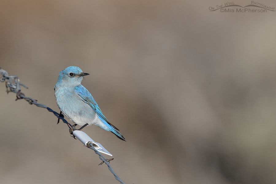 Male Mountain Bluebird on the Aquarius Plateau, Wayne County, Utah