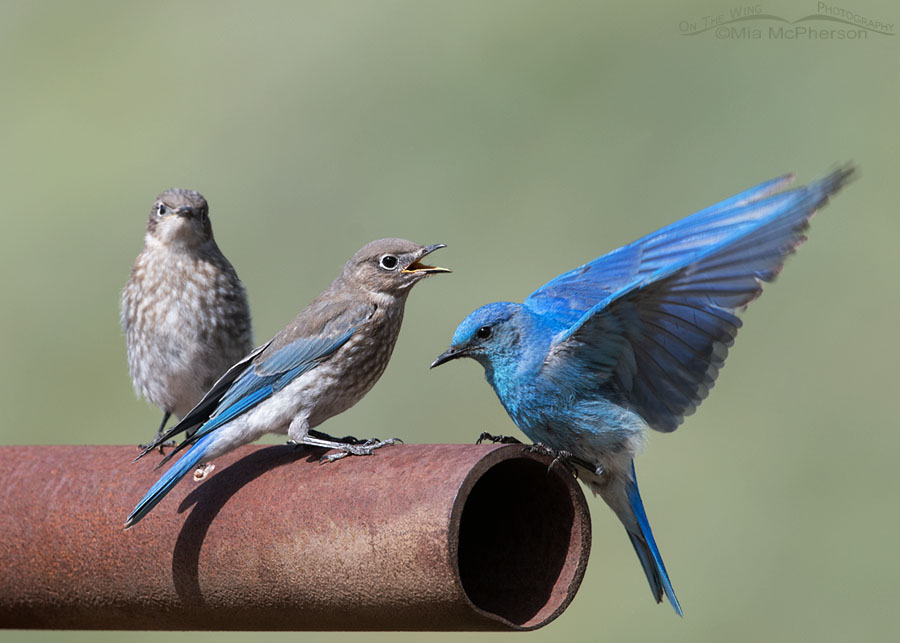 Male Mountain Bluebird with his chicks, Wasatch Mountains, Summit County, Utah