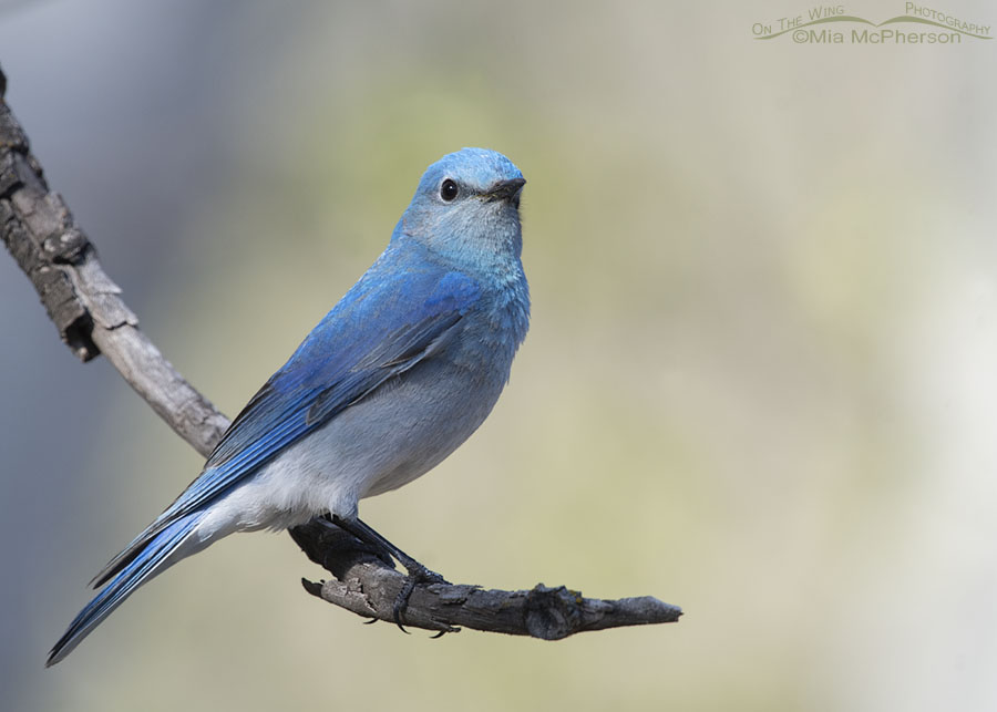 Regal adult male Mountain Bluebird, West Desert, Tooele County, Utah