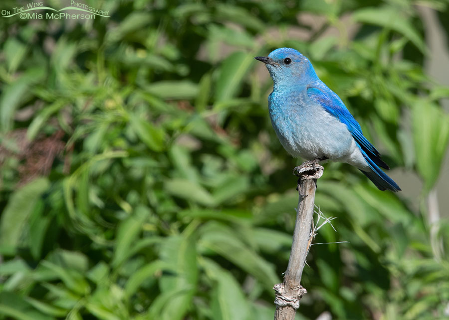 Male Mountain Bluebird perched in an elderberry, Wasatch Mountains, Summit County, Utah