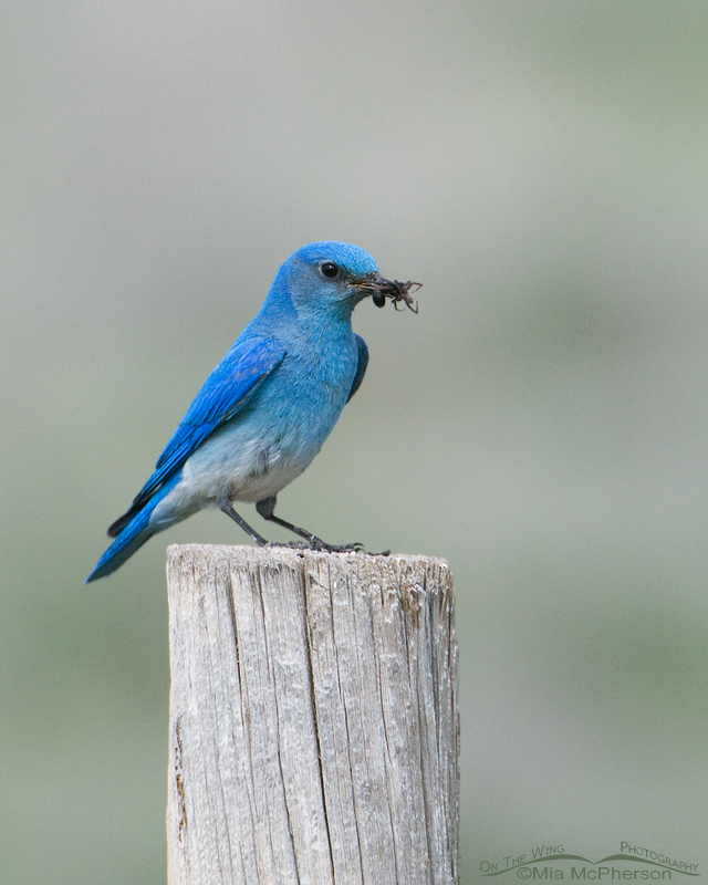 Male Mountain Bluebird on a fencepost with prey, Red Rock Lakes National Wildlife Refuge, Centennial Valley, Beaverhead County, Montana