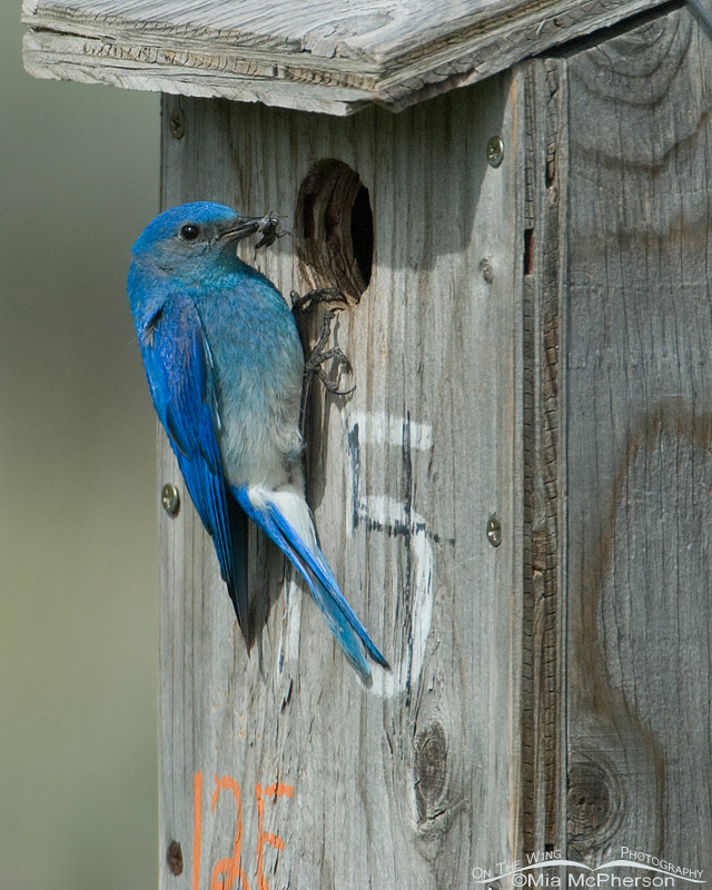 Male Mountain Bluebird with prey for nestlings, Red Rock Lakes National Wildlife Refuge, Centennial Valley, Beaverhead County, Montana