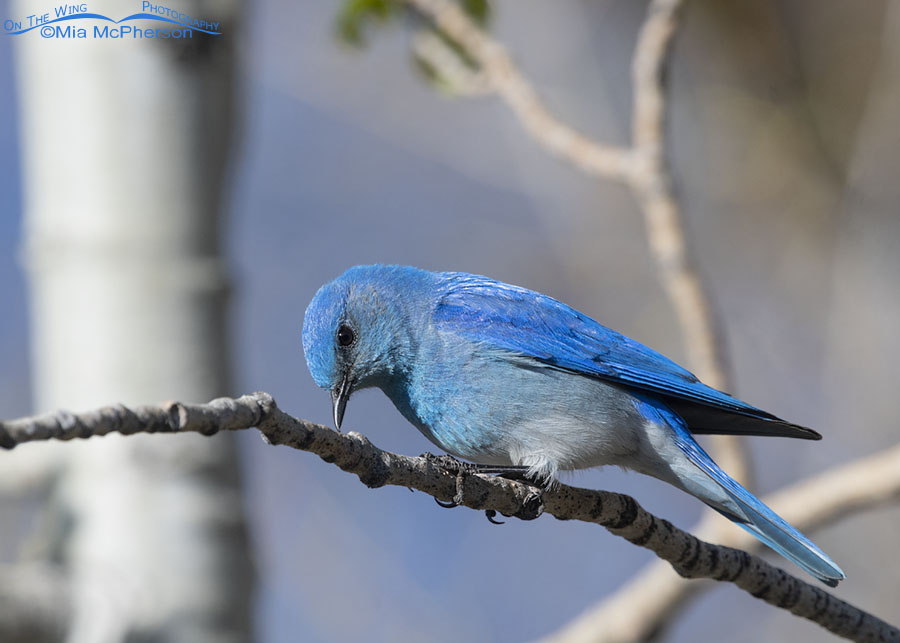 Male Mountain Bluebird at the edge of a forest, West Desert, Tooele County, Utah