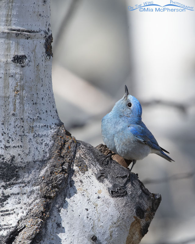 Mountain Bluebird male looking up at its nest, West Desert, Tooele County, Utah