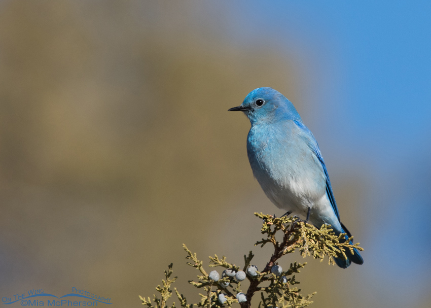 Mercur Canyon Mountain Bluebird, Tooele County, Utah