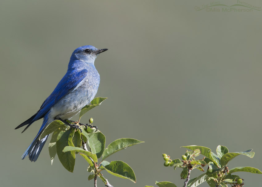 Male Mountain Bluebird in Summit County, Wasatch Mountains, Summit County, Utah