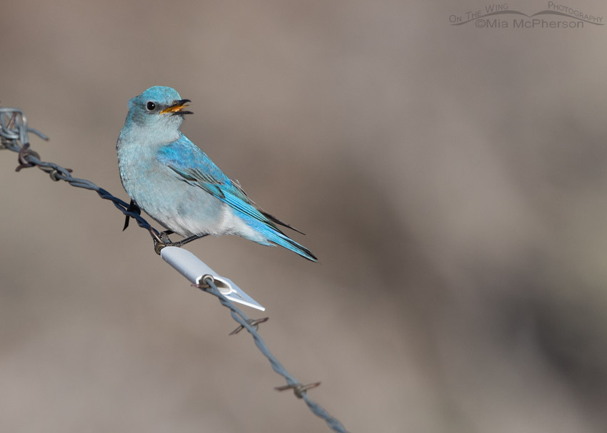 Male Mountain Bluebird and a flag on the fence to prevent Greater Sage-Grouse collisions, Wayne County, Utah
