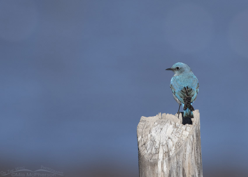 Male Mountain Bluebird in Wayne County, Utah