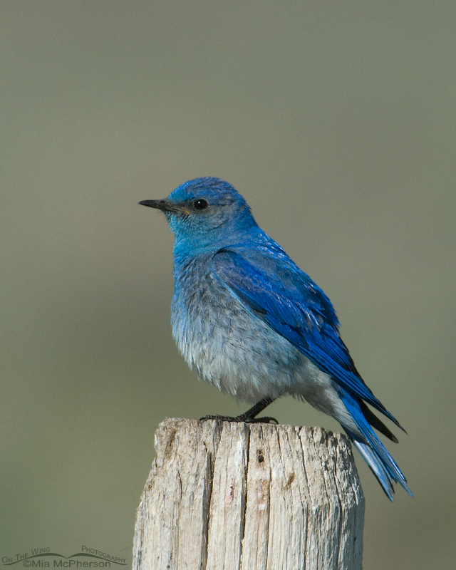 Mountain Bluebird male in the Centennial Valley, Red Rock Lakes National Wildlife Refuge, Beaverhead County, Montana