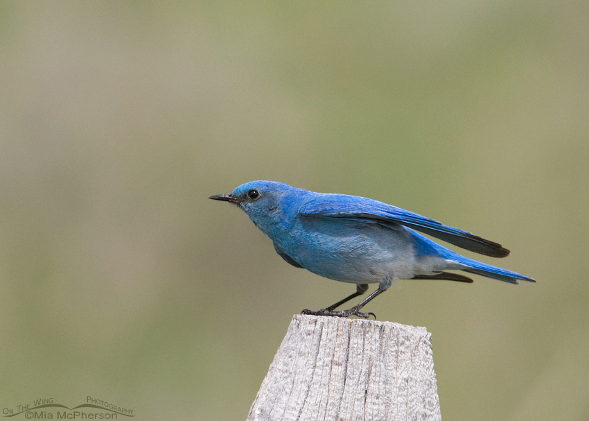 Male Mountain Bluebird in a stiff wind, Centennial Valley, Beaverhead County, Montana