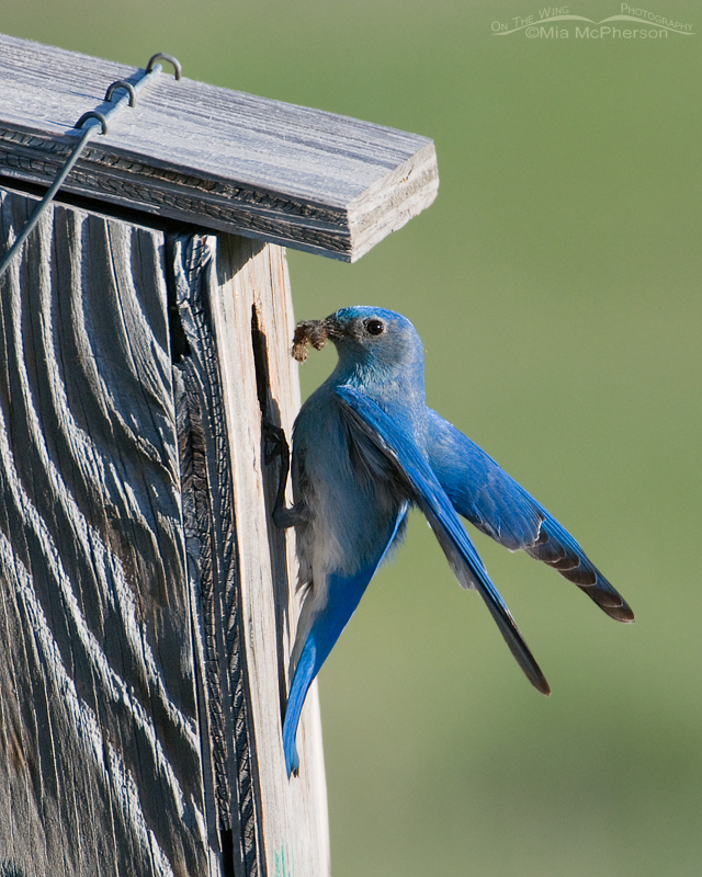 Mountain Bluebird male bringing in prey for its young, Red Rock Lakes National Wildlife Refuge, Centennial Valley, Beaverhead County, Montana