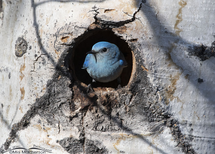 Male Mountain Bluebird inside a nesting cavity, West Desert, Tooele County, Utah