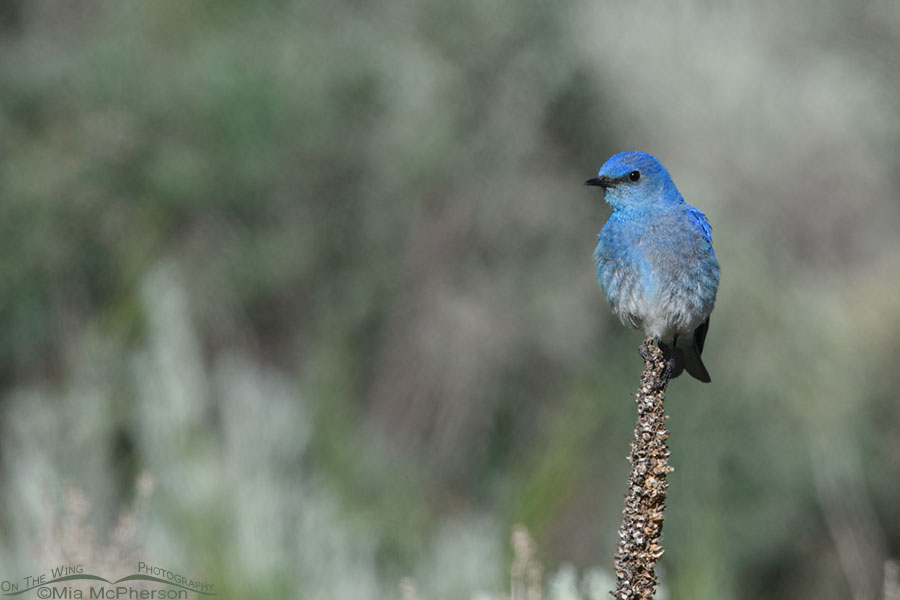 Male Mountain Bluebird perched on mullein, Wasatch Mountains, Summit County, Utah