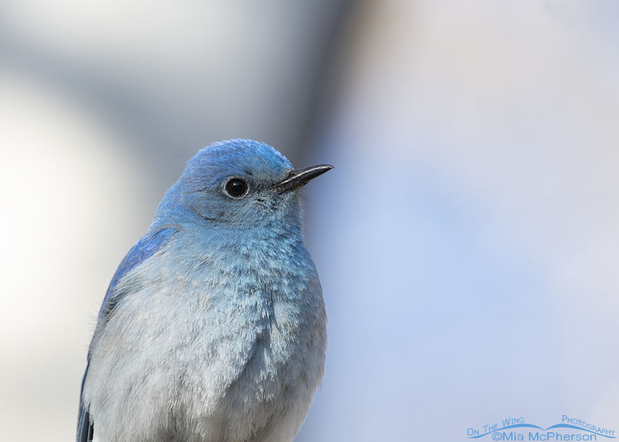 Mountain Bluebird male close up, West Desert, Tooele County, Utah