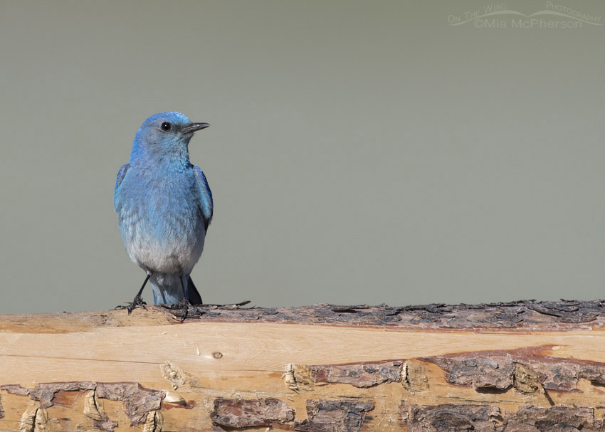 Male Mountain Bluebird on a rustic pine fence, Centennial Valley, Beaverhead County, Montana
