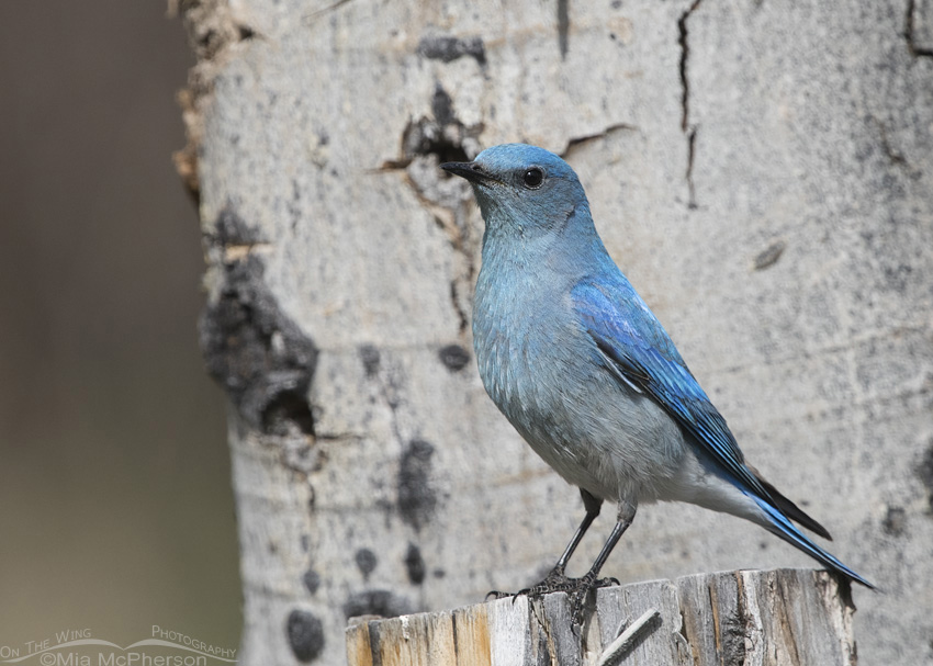 Clark County male Mountain Bluebird, Targhee National Forest, Idaho