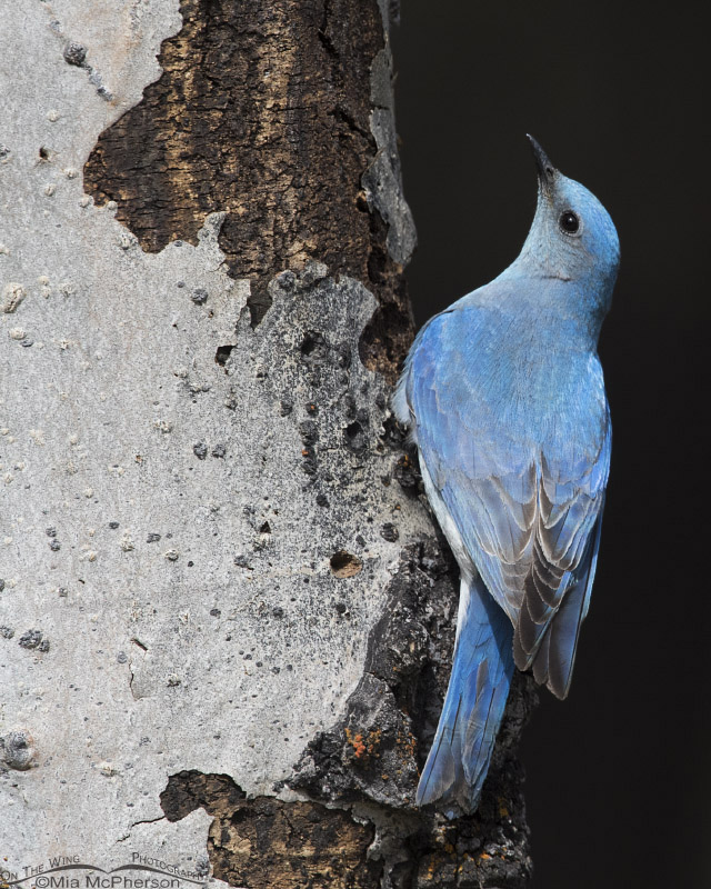 Male Mountain Bluebird clinging to the nesting tree, Targhee National Forest, Clark County, Idaho