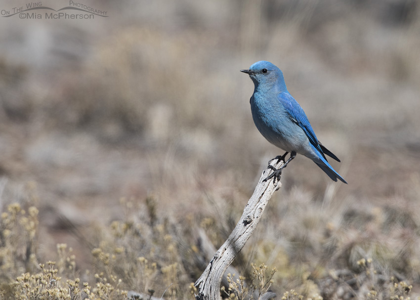 Wayne County Mountain Bluebird male, Utah