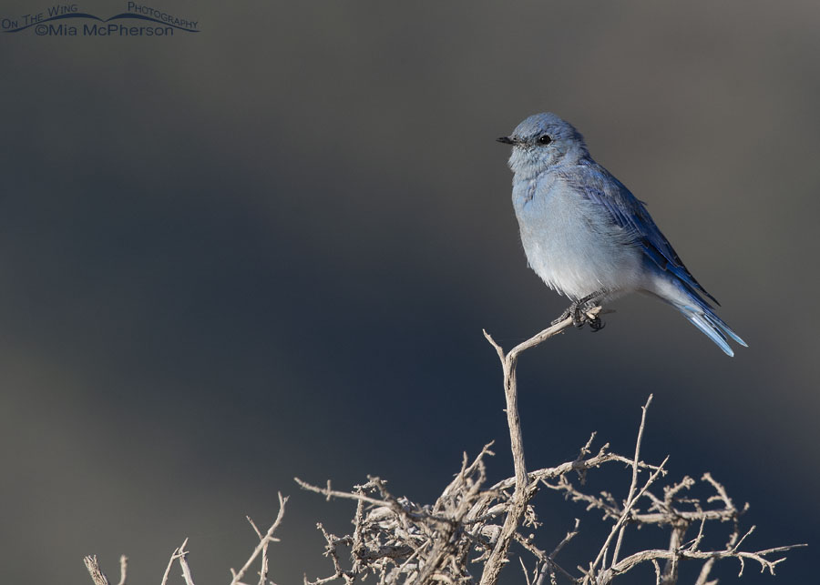 Adult male Mountain Bluebird in the foothills of West Desert mountains, West Desert, Tooele County, Utah