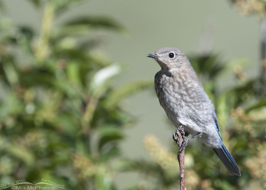Juvenile Mountain Bluebird perched in a Chokecherry tree, Wasatch Mountains, Summit County, Utah