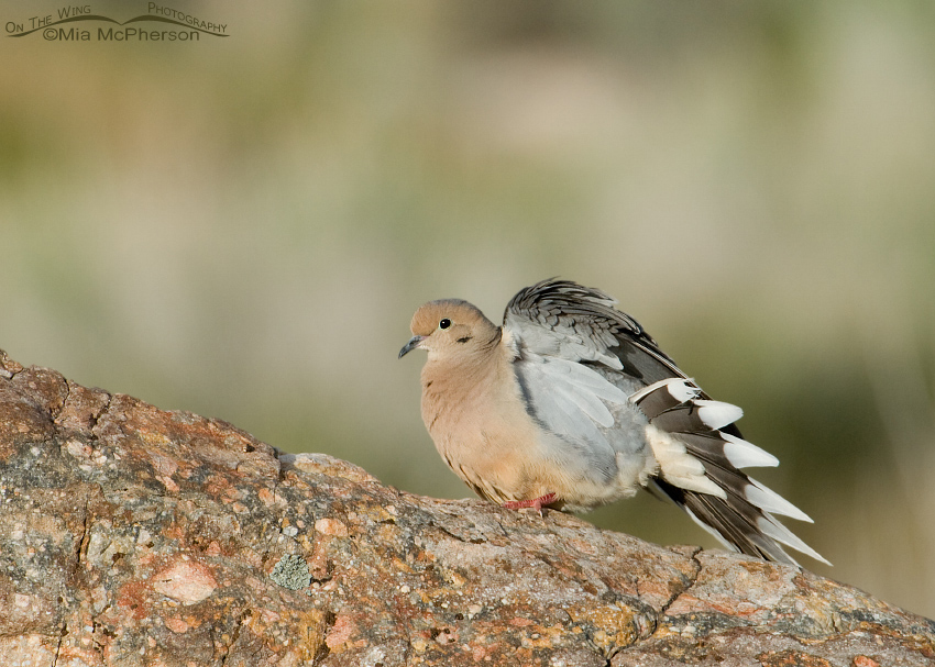 Mourning Dove stretching, Antelope Island State Park, Davis County, Utah