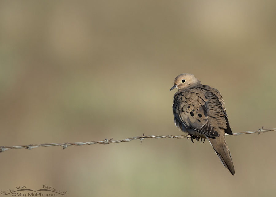 Perched Mourning Dove in morning light, Box Elder County, Utah