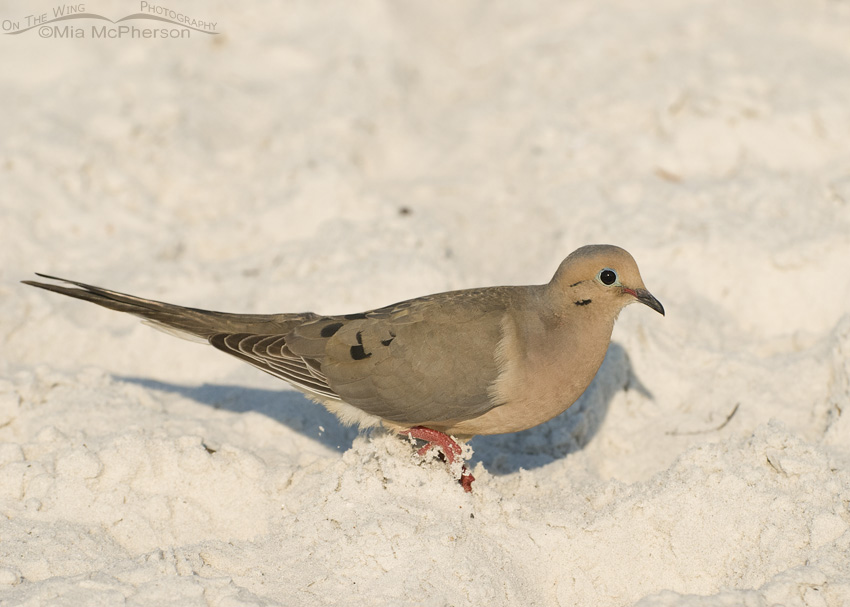 Mourning Dove on the beach at Fort De Soto County Park, Pinellas County, Florida