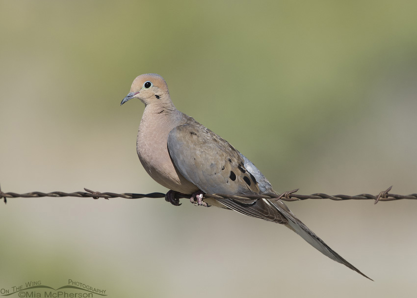 Adult Mourning Dove on barbed wire, Bear River Migratory Bird Refuge, Box Elder County, Utah