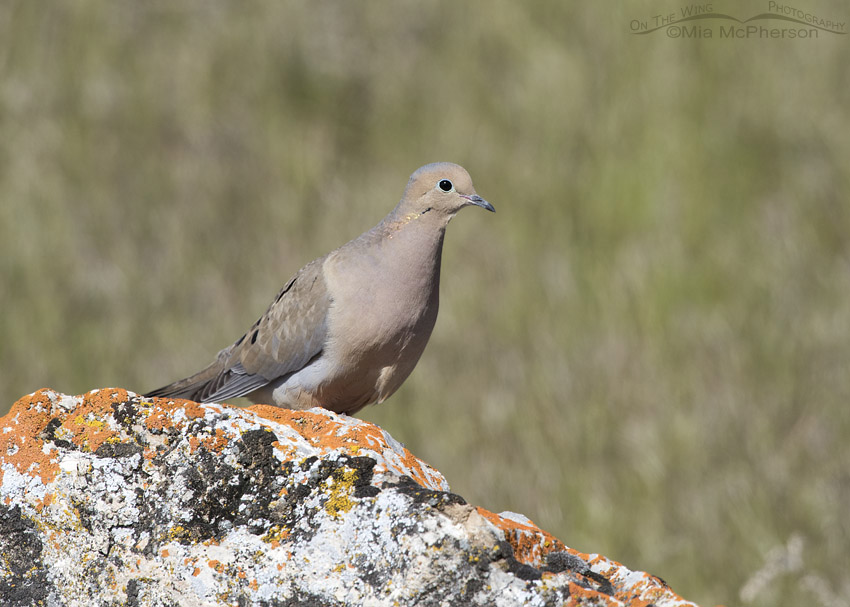 Male Mourning Dove about to take flight in Box Elder County, Utah