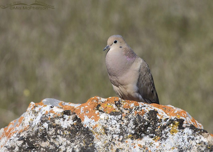 Box Elder County Mourning Dove male resting on a lichen-covered boulder, Utah