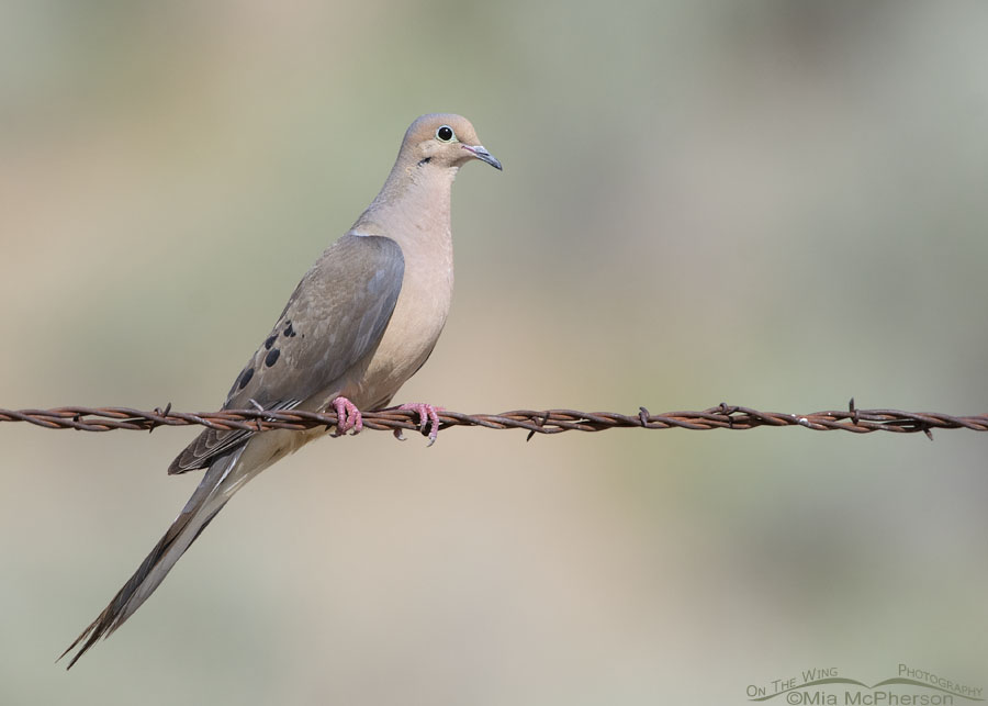 Male Mourning Dove perched on a barbed wire fence, Box Elder County, Utah