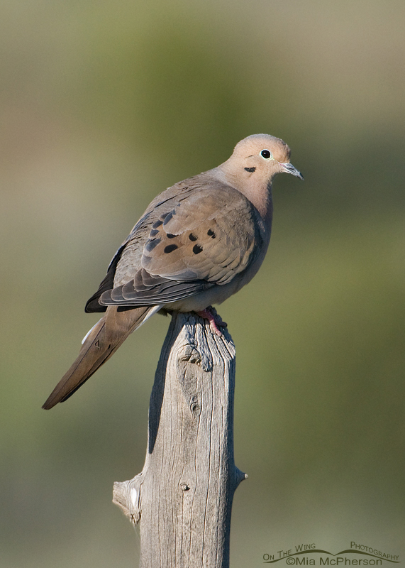 Mourning Dove, West Desert, Stansbury Mountains, Tooele County, Utah