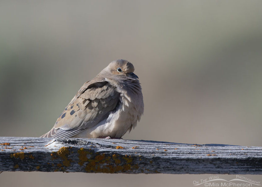 Adult Mourning Dove on an old fence rail, Box Elder County, Utah
