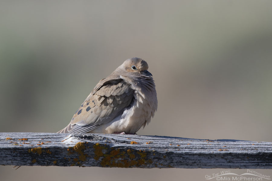 Adult Mourning Dove on an old fence rail, Box Elder County, Utah