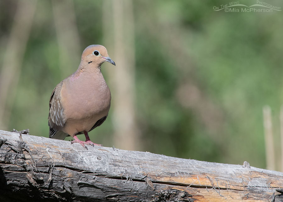 Male Mourning Dove in the Wasatch Mountains, Morgan County, Utah