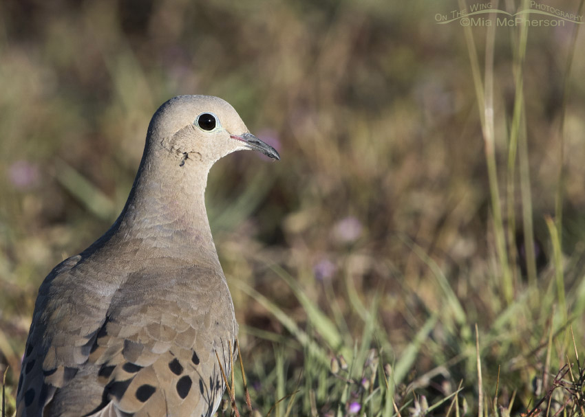 Mourning Dove close up, Antelope Island State Park, Davis County, Utah