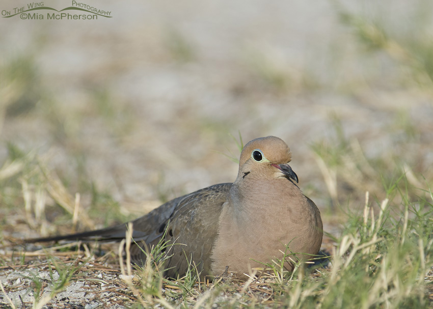 Mourning Dove resting in the grass at the north beach of Fort De Soto County Park, Pinellas County, Florida