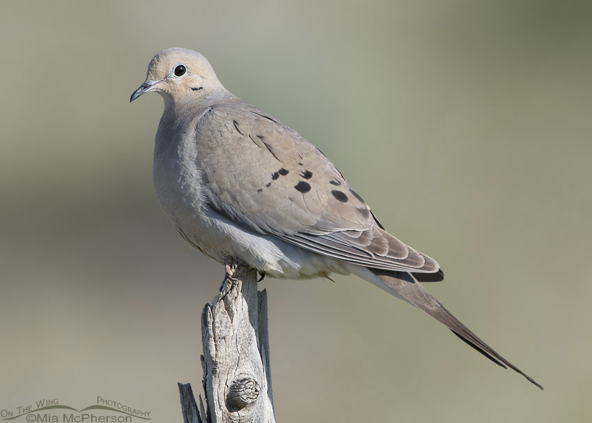 West Desert Mourning Dove, Tooele County, Utah