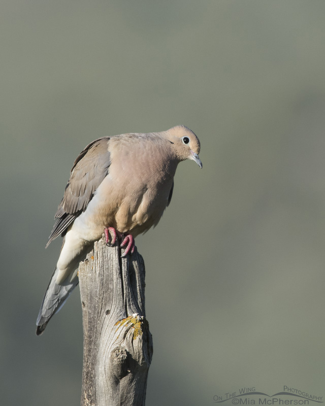 Mourning Dove in morning light, West Desert, Stansbury Mountains, Tooele County, Utah