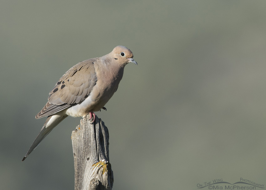 Mourning Dove in the Stansbury Mountains of the West Desert in Tooele County, Utah