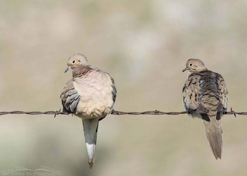 Pair of Mourning Doves, Box Elder County, Utah