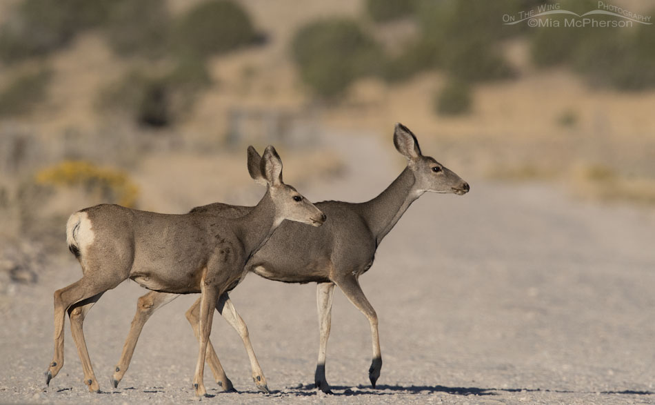 Mule Deer does crossing a gravel road, West Desert, Tooele County, Utah