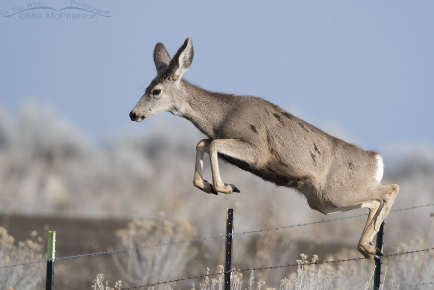 Mule Deer leaping over a fence, Box Elder County, Utah