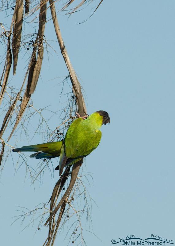 Nanday Parakeet in a palm, Fort De Soto County Park, Pinellas County, Florida