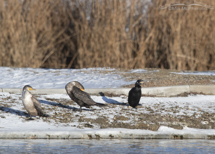 Neotropic and Double-crested Cormorants on New Year's Day, Salt Lake County, Utah