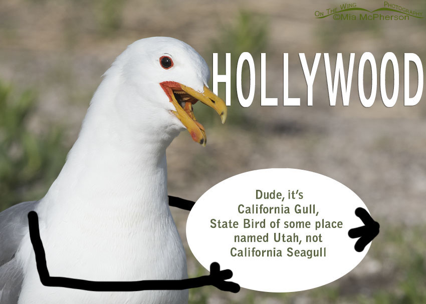 Dude, it's California Gull