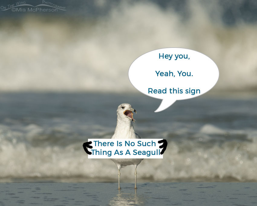 No Such Thing as a Seagull